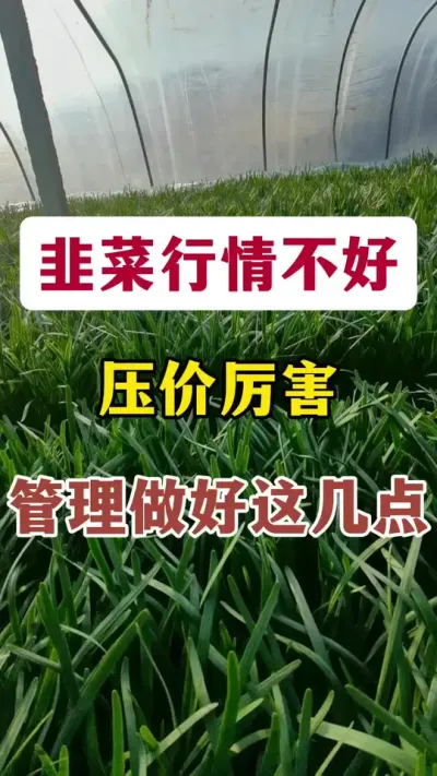 韭菜行情不好，压价厉害，管理做好这几点。#韭菜种植 #韭菜管理 #韭菜种植方法 #韭菜高产 #韭菜高产种植技术