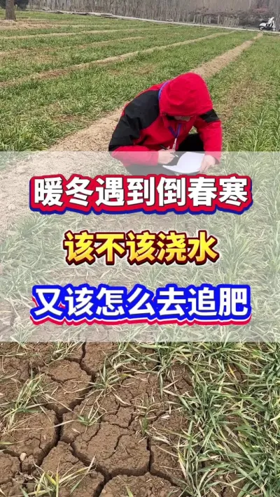 暖冬遇到倒春寒，该不该浇水？又该怎么去追肥？#小麦种植 #小麦追肥 #小麦高产 #小麦种植管理技术