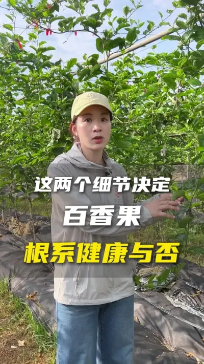 种植百香果温度和水份管理要把控好。#百香果#百香果种植技术#农业种植#抖音助农#三农