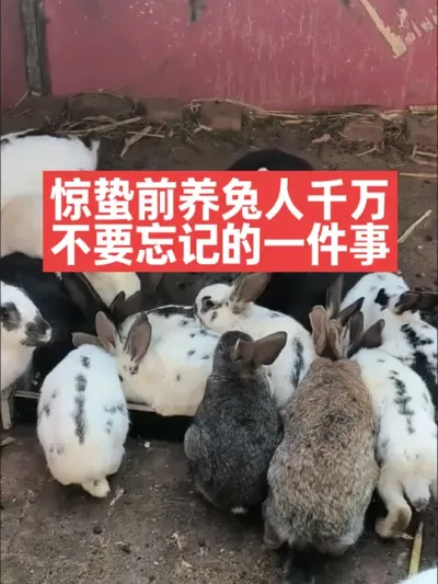 惊蛰前养兔人千万不要忘记的一件事，照做事半功倍 #兔子#三农#养殖#养兔人#养兔子