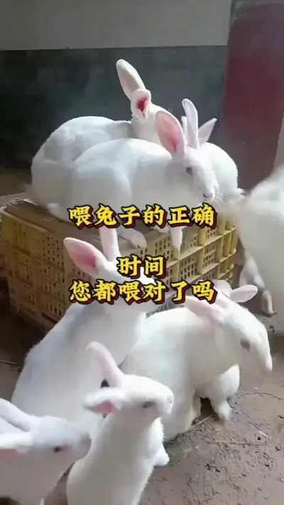 喂兔子的正确时间，你喂对了吗？#兔子 #养兔人 #肉兔养殖 #兔子养殖技术 #养兔子注意事项
