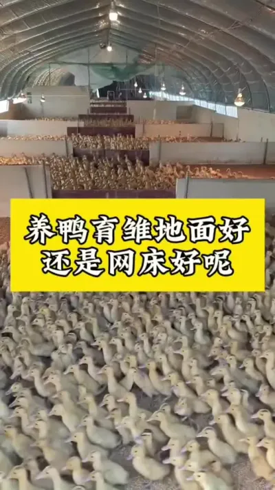 养鸭地面好，还是网床好#肉鸭养殖 #养鸭人 #科学养鸭 #养鸭流程 #养鸭技术
