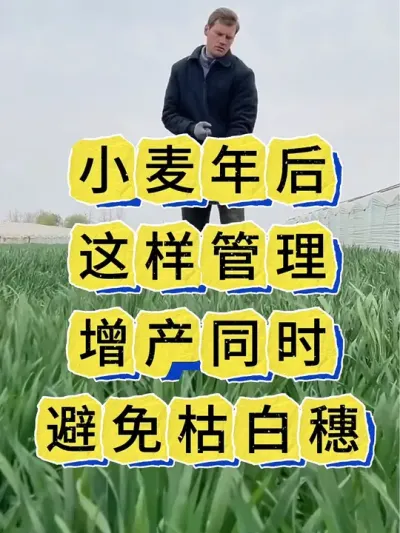 小麦种植 小麦年后管理注意事项#小麦种植#小麦 #小麦高产技术 #小麦管理 #麦子