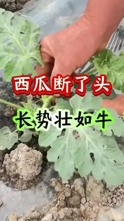 西瓜种植 西瓜断了头长势健壮牛#西瓜种植 #西瓜管理 #西瓜高产