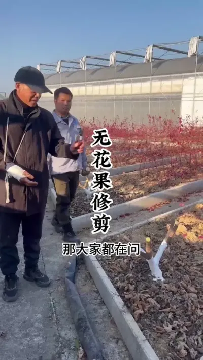 无花果修剪并不难，用最简单的修剪方式就可以！ #无花果修剪 #无花果修剪技巧 #无花果种植 #果树种植 #种果树的苏老师