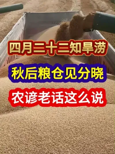 四月二十二知旱涝秋后粮仓见分晓农谚老话这么说 #农业谚语 #三农 #农业种植 #分享农业知识帮农民增产增收 #农谚