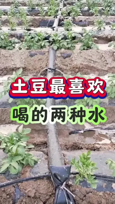土豆最喜欢喝的两种水#土豆高产种植 #马铃薯种植 #洋芋种植#三农种植#土豆种植技术