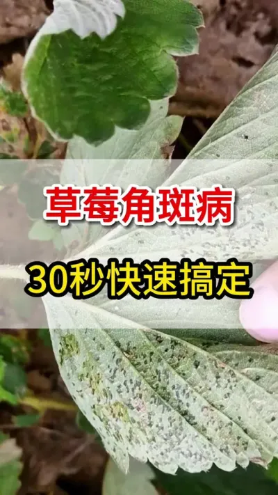 草莓角斑病，教你一招快速根治#角斑病#三农#抖音助农
