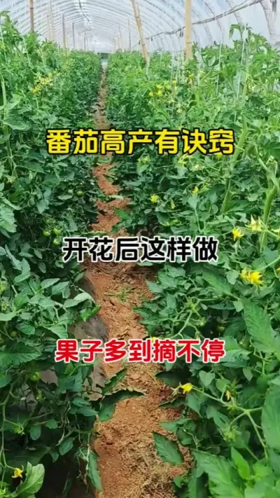 番茄高产有绝巧，开花后这样做，果子摘完一茬又一茬#种植小技巧 #番茄种植 #西红柿点花