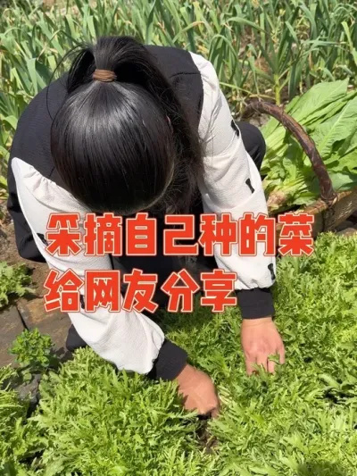 自己种的菜吃不完，大中午的到菜园采摘自己种的新鲜蔬菜分享给网友，有莴笋、苦菊、菠菜生菜和芹菜等#自己种的纯天然的绿色蔬菜 #记录真实生活 #摘菜 #我的小菜园 #种植小技巧