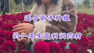 适合新手种植的1年生药材，6-9个月就能收，亩收入可达2万元 #药材种植 #抖音助农 #好看的花一定要分享给你 #农业种植 #种植哪些药材利润高