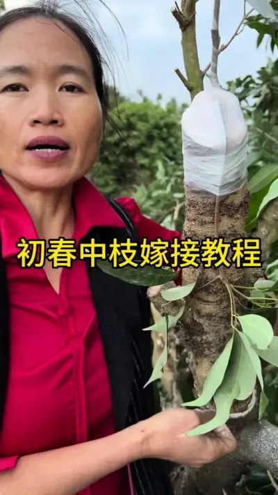 初春中枝嫁接（教程）#嫁接技术 #2024新农人计划 #dou来广东百千万 #青dou计划