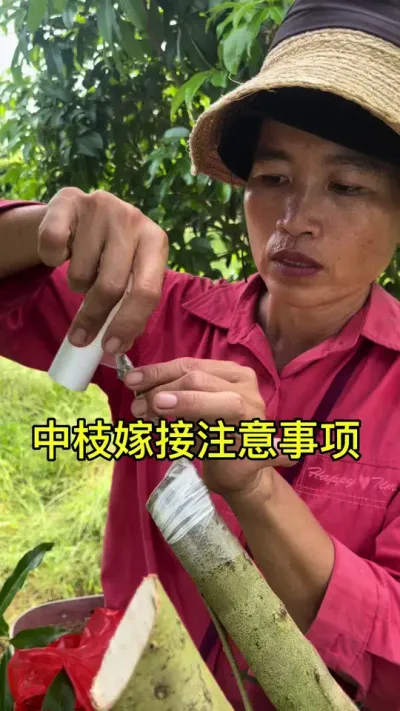 中枝嫁接注意事项#嫁接技术 #2024新农人计划 #dou来广东百千万 #青dou计划