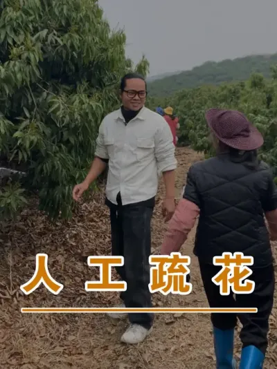 无核荔开始疏花的时间到了#广西灵山荔枝果苗#农业创业#抖音新农人计划2025#吕老师种果苗