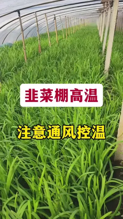 韭菜棚高温，注意通风控温。#韭菜种植 #韭菜施什么肥根粗 #韭菜种植方法 #种韭菜 #怎么种植韭菜