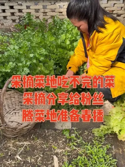 菜园的菜还在报恩式的疯长，春播准备的菜苗都争先恐后想让我给它们重新安家，今天采摘菜园吃不完的菜分享给朋友，腾出菜地为春播做好准备#春季必吃的野菜 #记录真实生活 #种菜 #我的小菜园 #摘菜