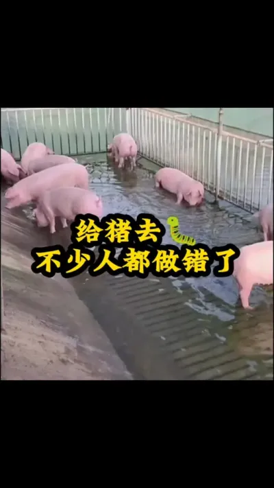 #猪喂什么饲料长得最快 #养猪人加油干 #喂猪人的日常生活不容易 #三农养猪人 #农村养猪人