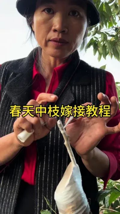 春天中枝嫁接教程#嫁接技术 #2024新农人计划 #dou来广东百千万 #青dou计划