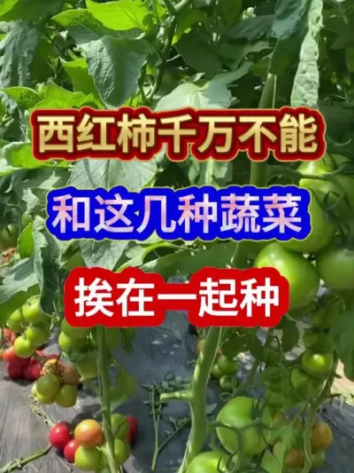 西红柿千万不能和这几种蔬菜挨在一起种 #番茄种植 #西红柿种植 #农业种植 #三农 #种植小技巧