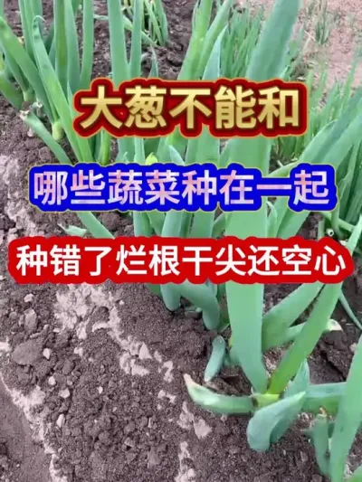大葱不能和哪些蔬菜种在一起种错了烂根干尖还空心 #大葱种植 #农业种植 #蔬菜种植 #三农 #农业种植小技巧