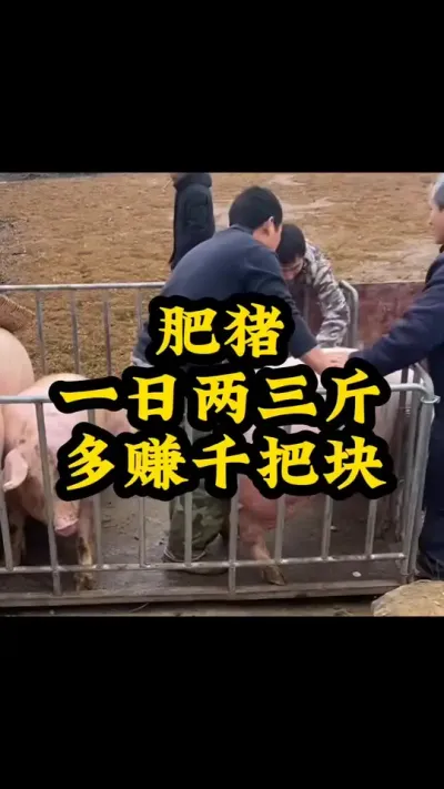 #养猪技术小知识 #所有养猪人 #农村养猪专业户 #服务三农支持三农 #养猪人加油干