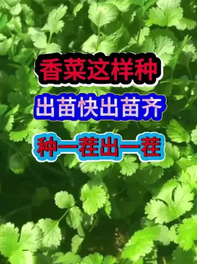 香菜这样种出苗快出苗齐种一茬出一茬 #香菜种植 #农业种植 #种植小技巧 #三农 #分享农业知识帮农民增产增收