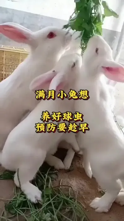 满月小兔想养好，球虫预防要趁早#养兔人#兔子#养兔技术分享#肉兔养殖