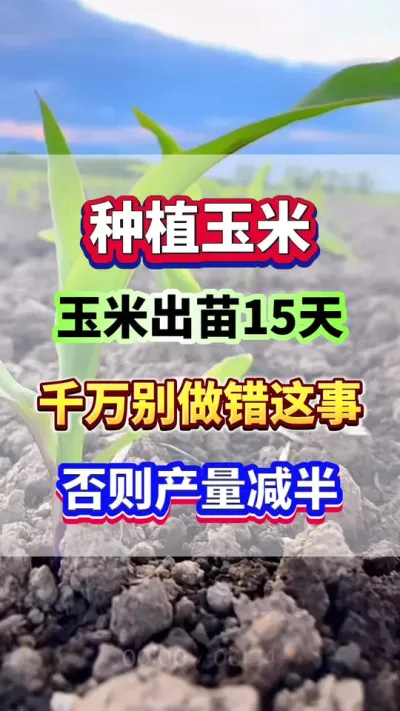 种植春玉米，做错这一步，产量直接减半！#玉米种植 #玉米高产  #玉米种植管理技术  #玉米施肥