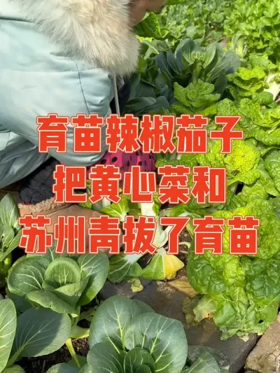 苏州青和黄心菜正是吃苔的时候，但为了春播的育苗大业，不得不拔了腾出来育苗辣椒和茄子，幸亏种得有两个菜池，还可以继续有菜苔吃#育苗 #种植小技巧 #记录真实生活 #强迫症治愈系 #我的小菜园