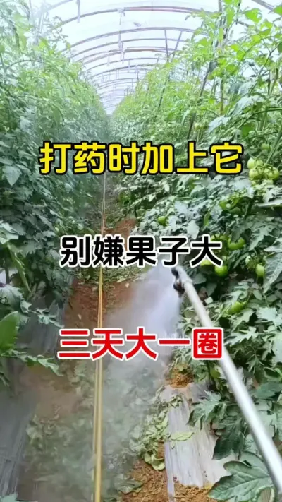 不嫌果大果重，上色好，打药时加上它#膨果肥 #膨果 #膨果肥配方