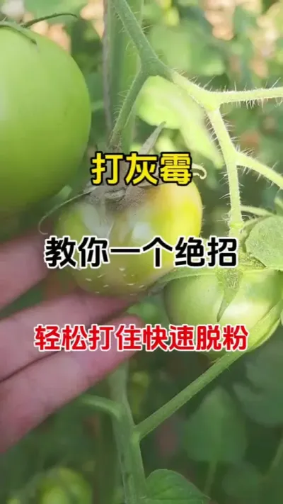 打灰霉病，教你一个绝招，轻松搞打住快速脱粉#灰霉病 #番茄 #三农种植