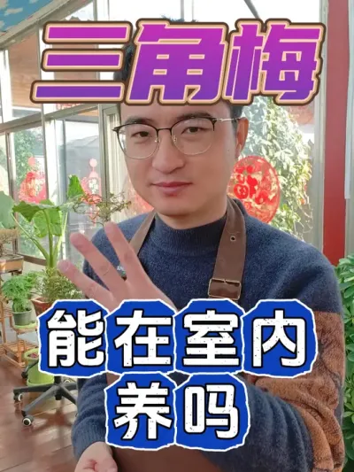 三角梅想在室内养，必须满足这三个条件! #养花  #花卉绿植  #三角梅