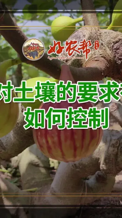 无花果种植，用什么土壤？怎么改良土壤？#无花果 #三农 #抖音助农