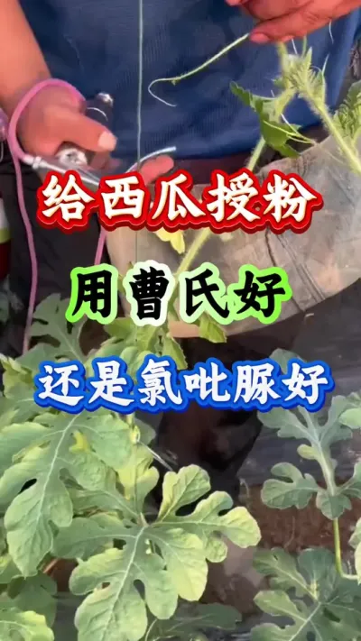 西瓜种植 给西瓜授粉用曹氏好还是氯吡脲好 #西瓜种植 #西瓜管理 #种西瓜 #西瓜高产