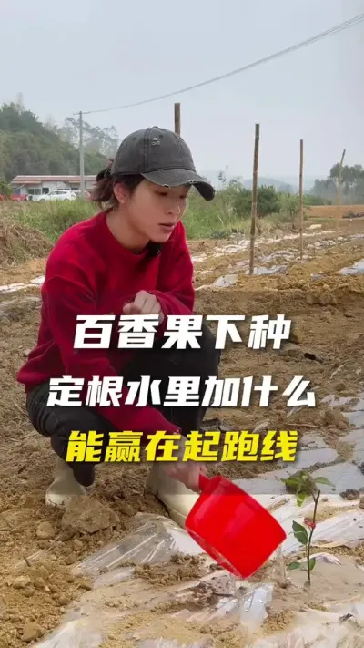 激素不滥用，营养要加对，如果担心苗子长得落后的可以这么做！#农业种植 #百香果#百香果种植技术