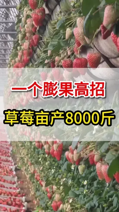教你一个高招，草莓快速膨大上色增甜#三农#膨大