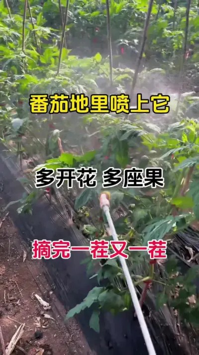 番茄地里喷上它，多开花，多座果，摘完一茬又一茬#番茄种植#促花催花#促花保果