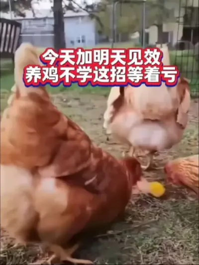 蛋壳薄如纸？两招立即见效#养鸡技术 #养鸡知识 #母鸡 #鸡吃鸡蛋怎么办 #蛋鸡养殖