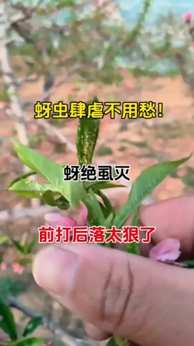 桃树蚜虫，辣椒蚜虫，豆角蚜虫，番茄蚜虫不用愁，一招搞定#蚜虫 #蚜虫防治 #农业种植 #抖音助农 #番茄种植