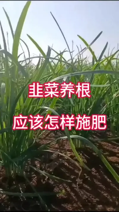 韭菜养根，应该怎么施肥。#韭菜种植 #韭菜管理 #韭菜养根 #韭菜养根方法 #韭菜种植方法