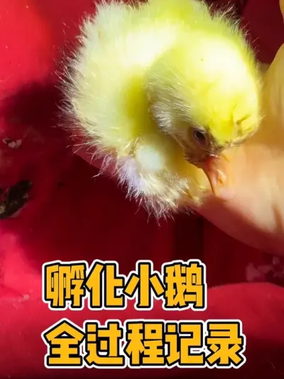 昨天分享了孵化小鸡的过程，马上又有人催更孵化小鹅，我还嘚瑟的说小鹅出来了今天更新，四个鹅蛋由于被强行助产浪费了两个，悲催的最后只出来两只鹅，今天一大早又嘎了一只，女主难受得不行 记录孵化小鹅苗全过程记