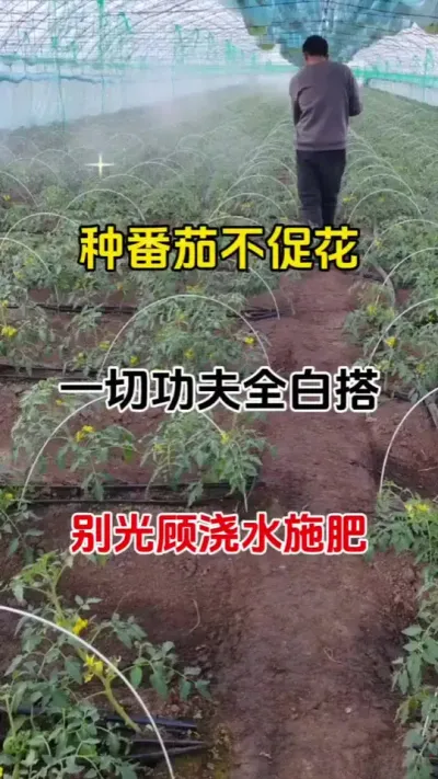 番茄花少花弱不开花，不用愁，教你一招搞定#促花保果 #番茄种植 #抖音助农