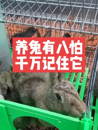 养兔有八怕，千万记住它 #三农#兔子#养兔子#养兔人