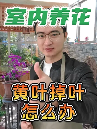 室内养花容易黄叶、掉叶怎么办？ #养花 #花卉绿植 #防治黄叶