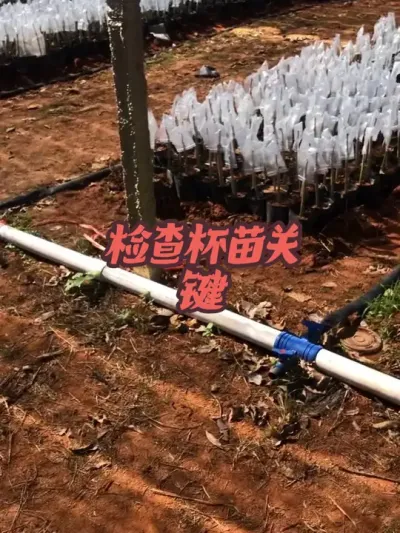 杯苗如何检查，怎么确定好坏 #种植小技巧 #果树管理 #来抖音学农枝 #三农 #田间地头实操干货