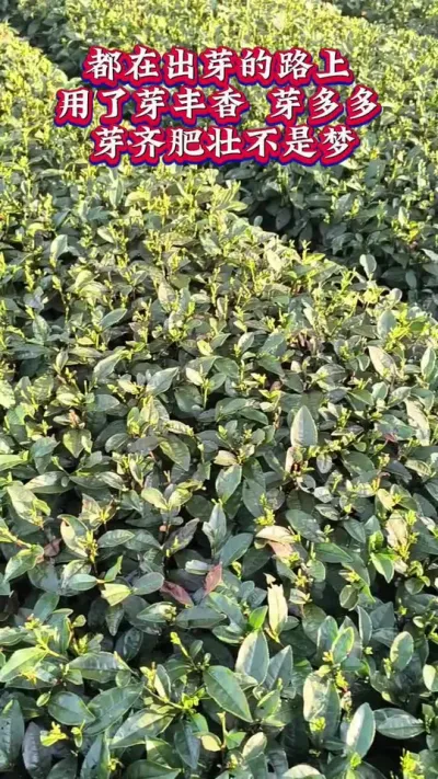 #茶是春天的仪式感 #茶树种植技术与管理 #春茶采摘后要防治哪些虫害和病害