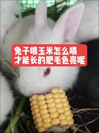 兔子喂玉米，怎么喂才能长的胖，毛色亮呢？ #兔子#养殖#三农#养兔#养兔人