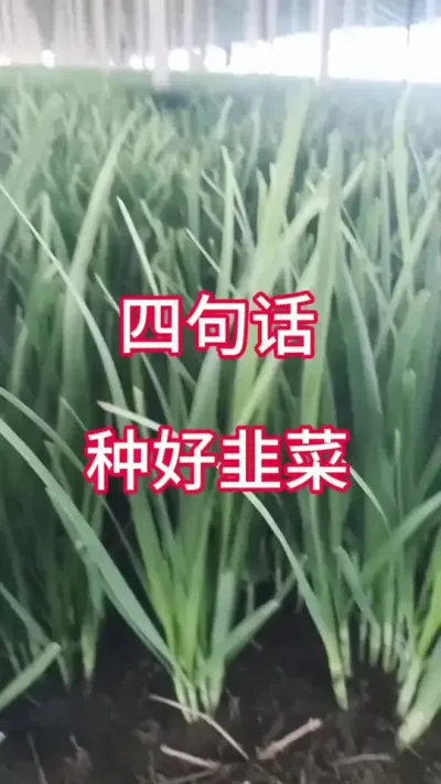 四句话，种好韭菜。#韭菜种植 #韭菜管理 #种韭菜 #韭菜高产 #韭菜种植方法