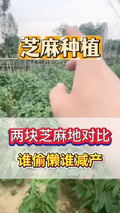 老乡们，来评论区看一下你种的芝麻！ #芝麻 #芝麻种植 #芝麻种植技术 #农业种植