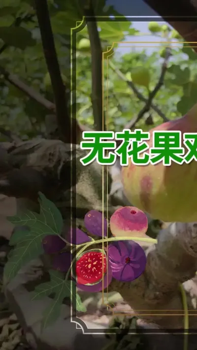 无花果种植中，土壤怎么管理？怎么改良土壤？#无花果 #三农 #抖音助农